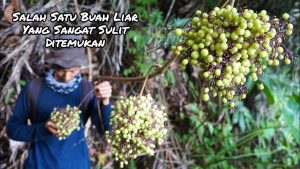 Rahasia Kecantikan Kuno Terungkap: Pelembab Alami dari Biji Anggur Liar Pegunungan Zagros